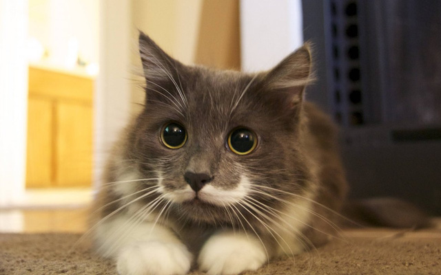 Râu là một trong những bộ phận quan trọng nhất của con mèo