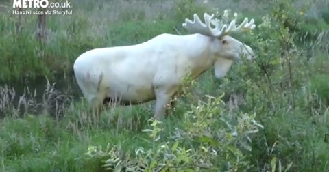 Phát hiện nai sừng tấm trắng từ đầu đến chân tuyệt đẹp như bước ra từ chuyện cổ tích