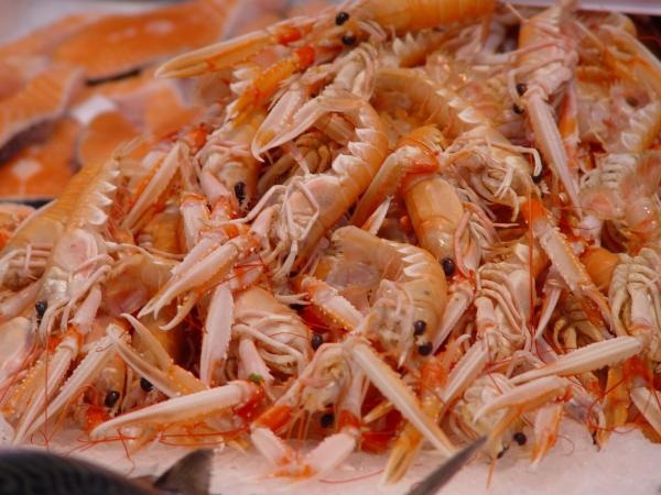 Nhựa sinh học được chế tạo từ vỏ tôm có chi phí sản xuất rẻ và thân thiện với môi trường