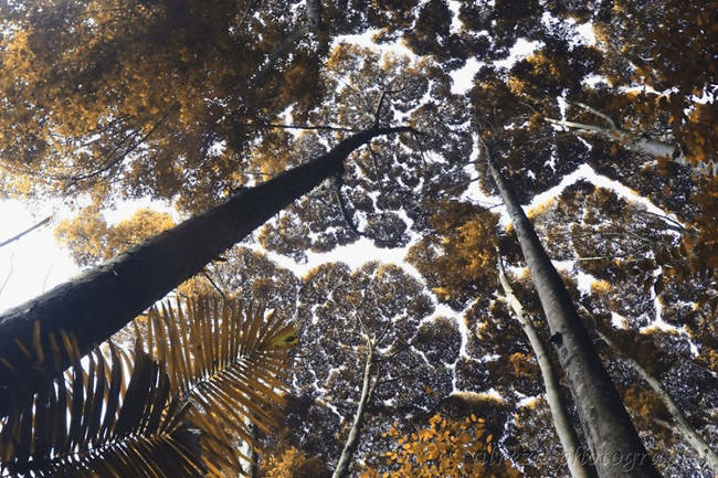 Các nhà nghiên cứu vẫn chưa thể đưa ra kết luận chính xác về nguyên nhân thực sự khiến các cây cối có hành vi kỳ lạ này 