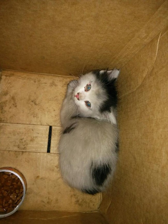 Hình ảnh con mèo