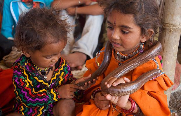 Những con rắn tham gia quá trình đào tạo được cho ăn một loại thảo dược khiến nọc độc của chúng không thể phát huy tác dụng