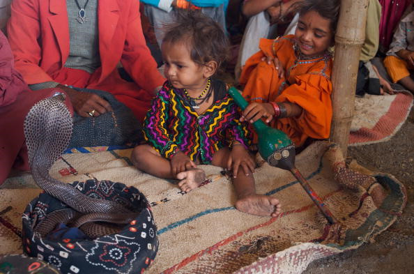 Những thành viên trong bộ tộc rất gắn bó với rắn, đặc biệt là rắn hổ mang