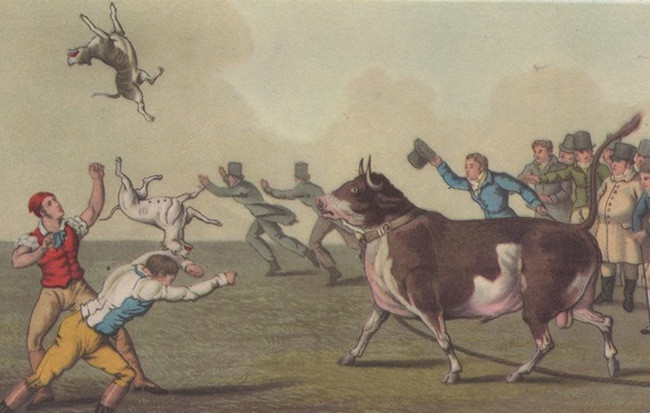 Mang bò tót ra chiến đấu 