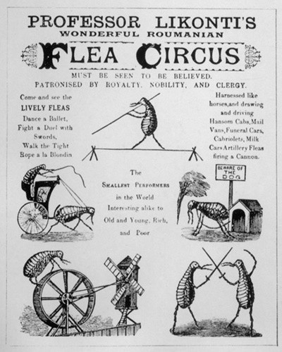 Tra tấn... bọ chét