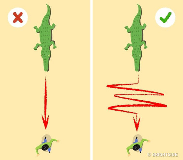 Trốn chạy khỏi cá sấu truy đuổi