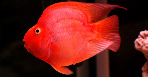 Cá cảnh quấn lấy tay chủ đòi vuốt ve và chơi đùa như mèo