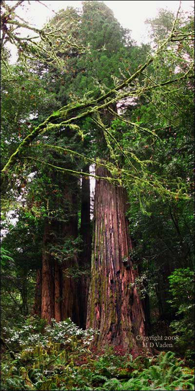 Hyperion, một cây gỗ đỏ tại Vườn Quốc gia Gỗ đỏ, California, Mỹ là cây còn sống có chiều cao cao nhất trên thế giới, 115,54m 