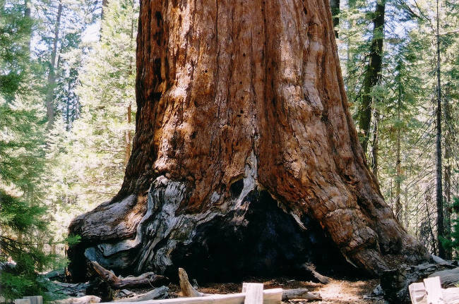 General Sherman, cây củ tùng tại Vườn Quốc gia Sequoia, California, Mỹ là cây có thể tích lớn nhất thế giới với hơn 1.500m3 gỗ 