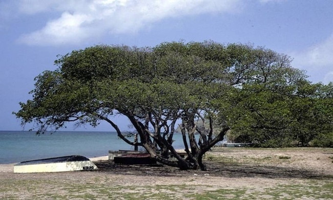 cây manchineel là cây nguy hiểm nhất thế giới do chứa chất độc gây chết người ở tất cả các bộ phận 