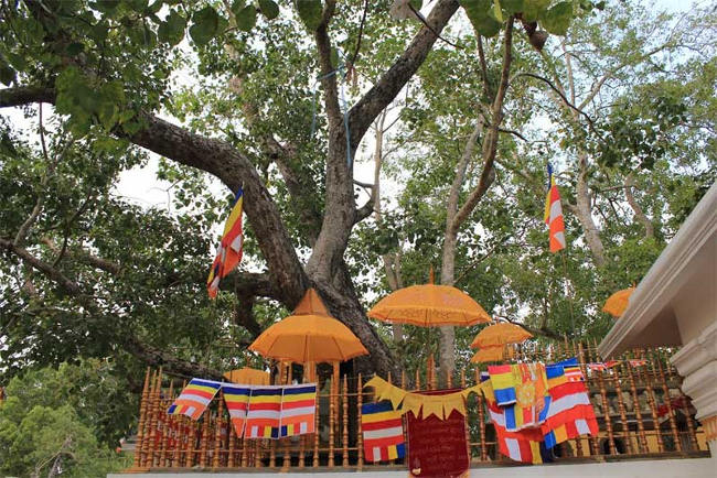 Sri Maha Bodhiya, là cây do con người trồng lâu đời nhất thế giới