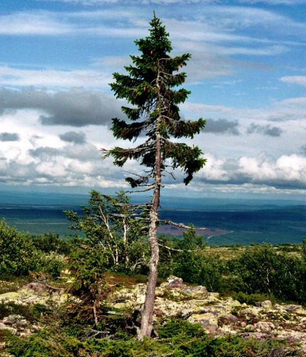 Sri Maha Bodhiya, là cây do con người trồng lâu đời nhất thế giới