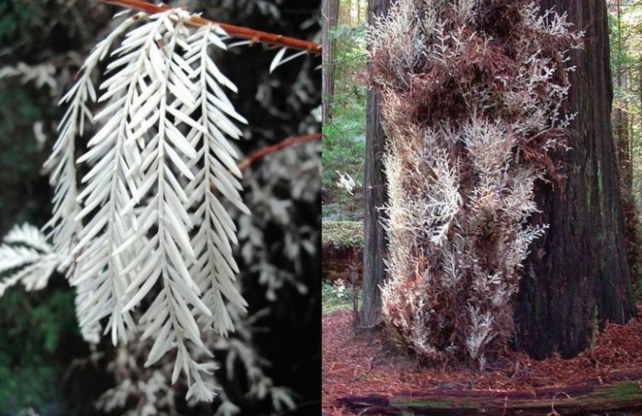 Cây gỗ đỏ ma (Ghost redwood) mọc ở California, Mỹ là cây bạch tạng lớn nhất thế giới 