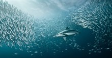 Cá mập lao vào ngấu nghiến đàn cá khổng lồ hàng nghìn con