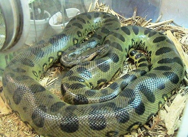 Anaconda xanh hay còn gọi là trăn Nam Mỹ