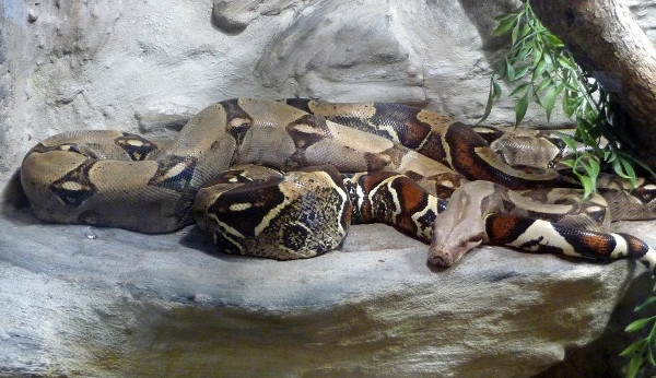 Trăn xiết mồi là một thành viên của gia đình trăn Nam Mỹ 