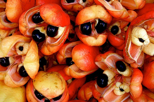 Quả này khi chưa chín có chứa chất độc hypoglycin có thể gây hôn mê, thậm chí là tử vong