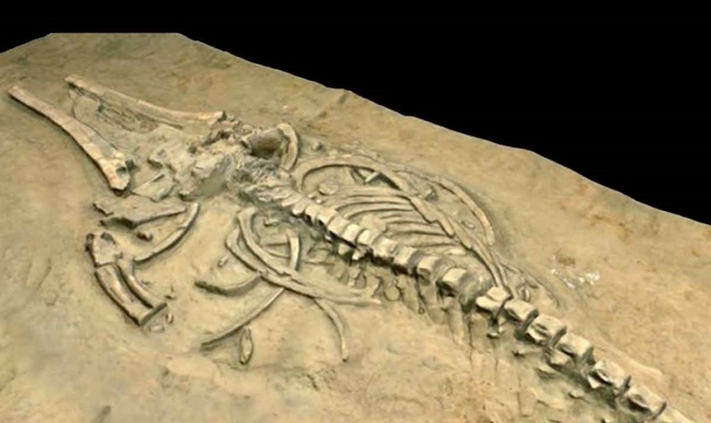 Nghĩa địa cá voi ở giữa sa mạc Atacama, Chile