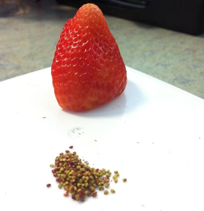 Quả dâu tây sạch sẽ đến lạ thường