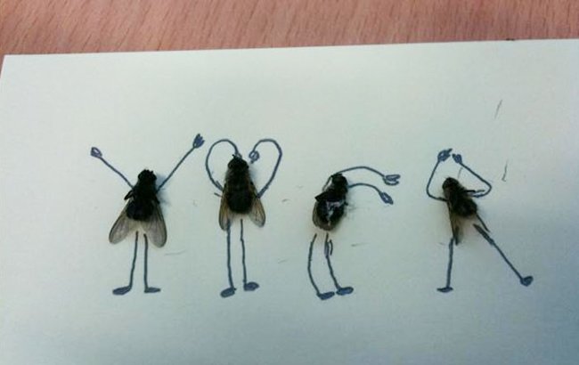 Đến ruồi cũng không chịu buông tha.