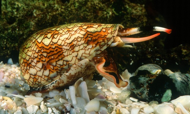 Ốc sên Marbled Cone
