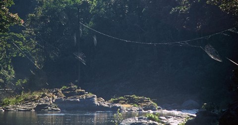 Siêu nhện phóng tơ 1 lần dài đến 25m như chiếc cầu bắc qua sông