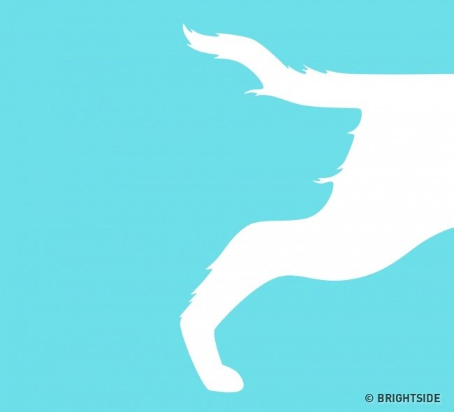 Chân và đuôi hay mõm của một chú chó?