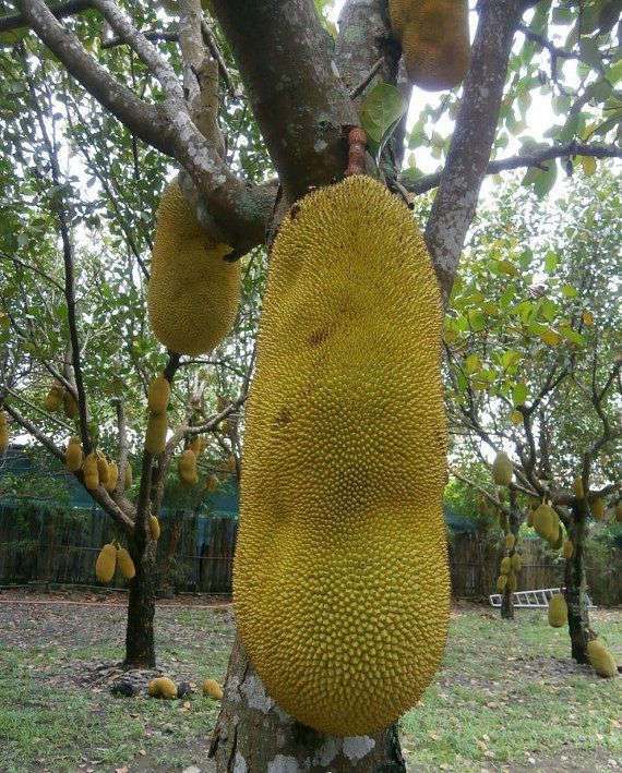 Cây mít - loài cây rất phổ biến ở Việt Nam chính là loài sở hữu trái cây lớn nhất thế giới 