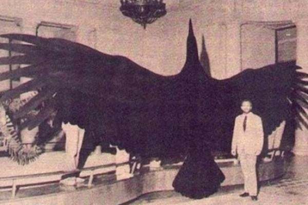 Loài chim khổng lồ Argentavis magnificens  