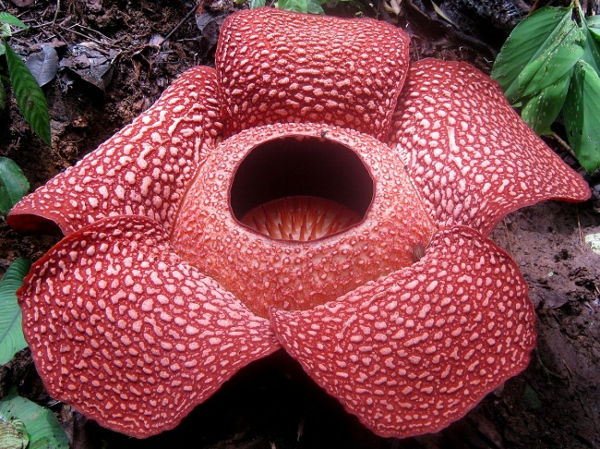 Hoa Rafflesia arnoldii có thể có đường kính lên đến 100cm