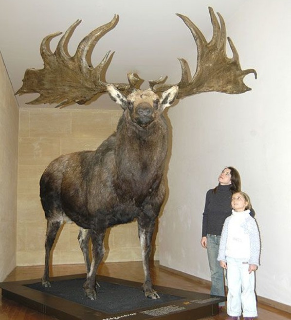 Nai sừng tấm Ai-len, hay nai khổng lồ sở hữu những chiếc gạc to lớn rộng tới hơn 5m 