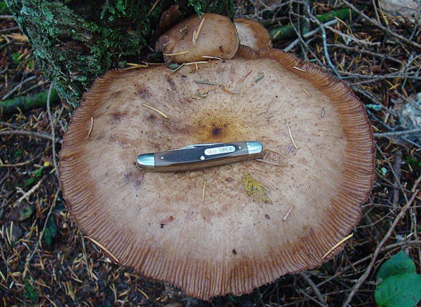 Nấm Armillaria ostoyae