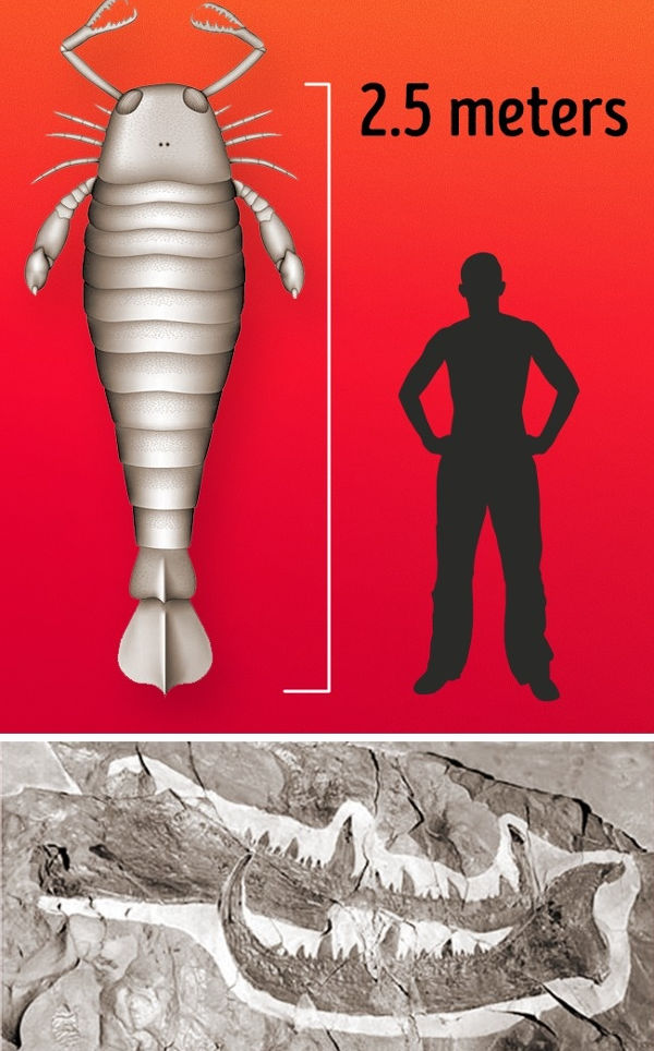 Merostomes chính là loài động vật chân đốt lớn nhất từng được biết đến 