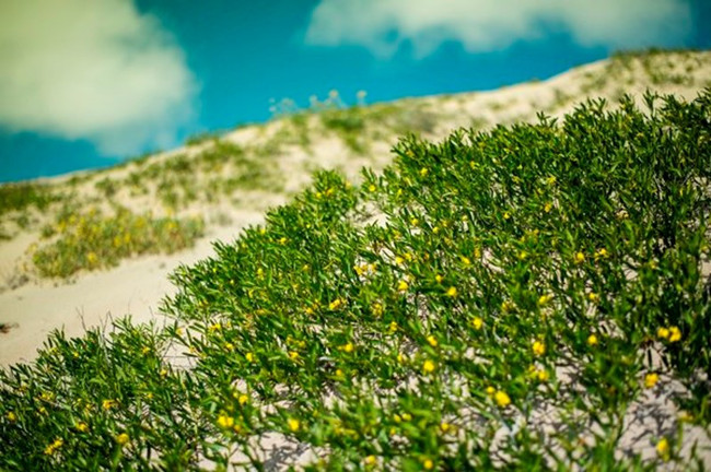 Hạt giống mới nảy mầm sau trận mưa 