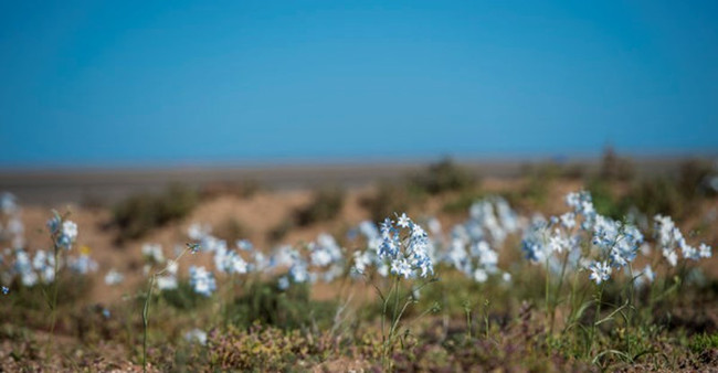 Hơn 200 loài hoa khác nhau có thể được tìm thấy trên sa mạc 