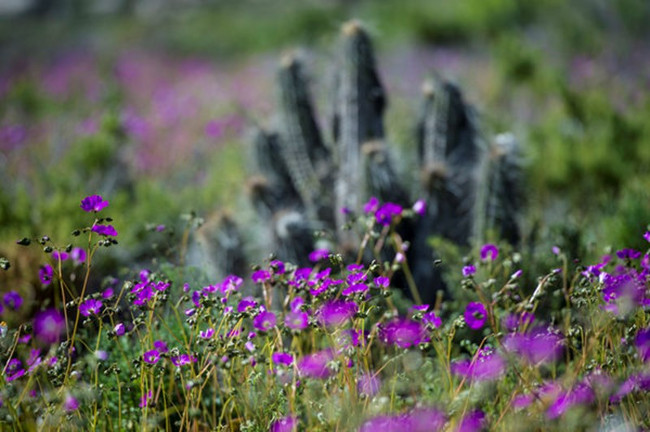 Chỉ sau một đêm từ vùng đất trống trải thành biển hoa nhiều màu rực rỡ