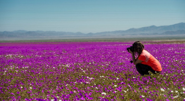 Khách du lịch thích thú chụp lại cảnh hoa hiếm có này 