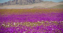 Atacama, sa mạc khô cằn nhất thế giới bỗng chốc biến thành biển hoa muôn màu sau trận mưa