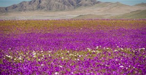 Atacama, sa mạc khô cằn nhất thế giới bỗng chốc biến thành biển hoa muôn màu sau trận mưa