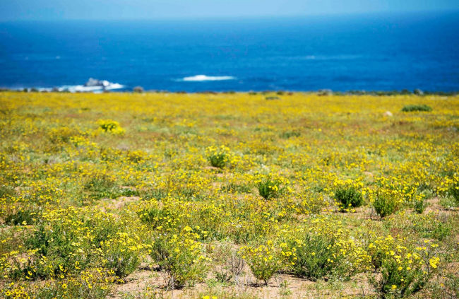 Nhưng lần sa mạc nở hoa này rất đặc biệt bởi nó chỉ cách lần nở trước đó hai năm (năm 2015) 