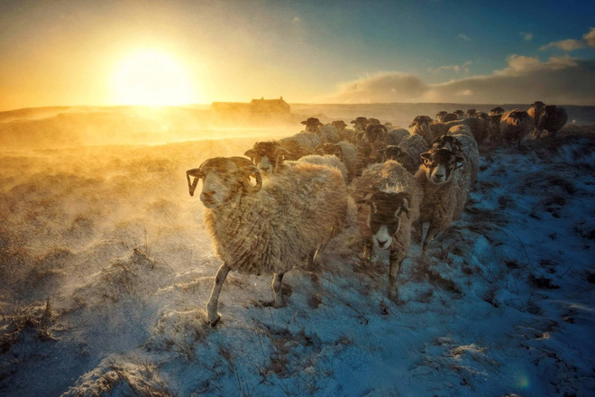 Bầy cừu lang thang qua đám bụi nước trong buổi hoàng hôn tại Swaledale, North Yorkshire 
