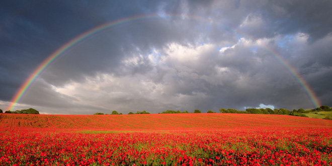 Cầu vồng xuất hiện trên cánh đồng hoa anh túc rực rỡ, gần Salisbury, Wiltshire (Anh) tạo nên một khung cảnh tuyệt đẹp 
