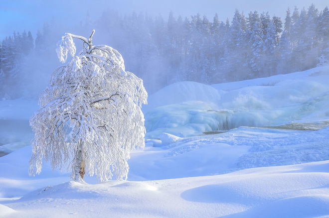 Tuyết trắng phủ kín một cây bạch dương tại thác nước Storforsen của sông Pite, phía Bắc Thụy Điển 