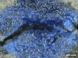 Nhờ lớp vi khuẩn nằm trên bề mặt, loại vật liệu kỳ diệu này có khả năng tự làm lành những chỗ hỏng hóc