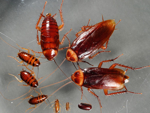 Đây là “nhà vô địch” sống lâu nhất sau khi đầu lìa khỏi cổ