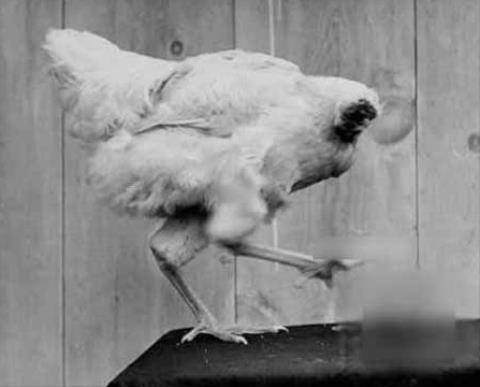 Con gà trống có biệt danh "Miracle Mike" ở Mỹ đã sống thêm 1 năm rưỡi sau khi bị chặt đầu