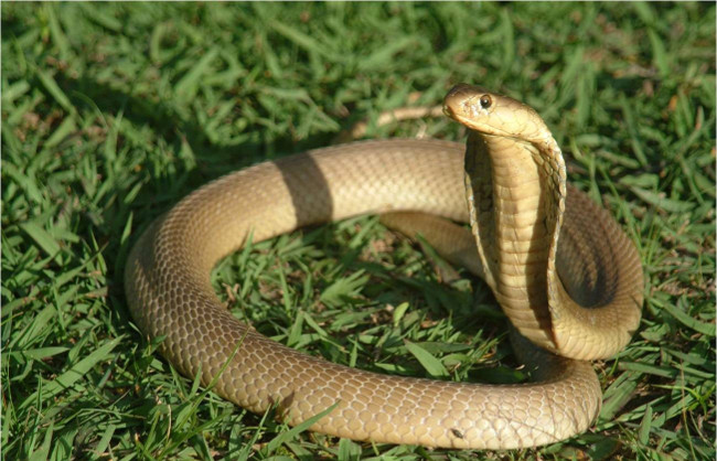 Sau khi bị đứt lìa khỏi cổ, đầu của con rắn vẫn có thể sống thêm tới khoảng 1 tiếng đồng hồ nữa