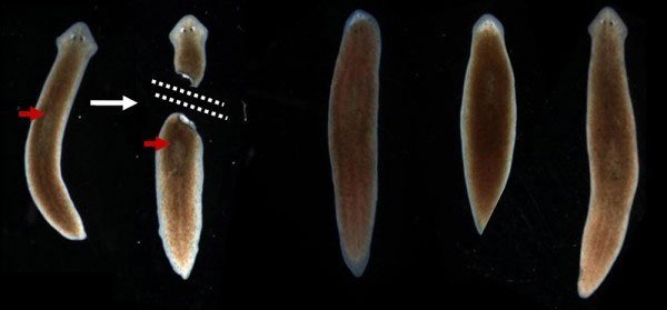 Giun dẹp được coi như “bất tử” bởi chúng gần như không bị ảnh hưởng gì trước việc mất đầu