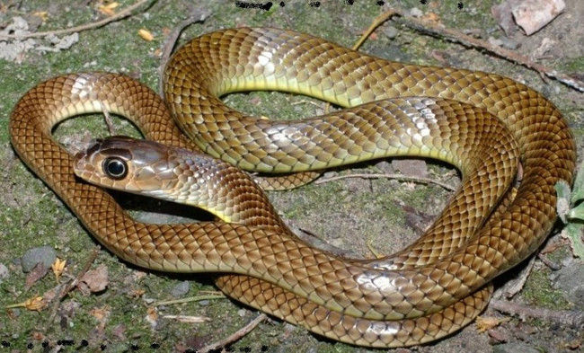 Rắn chuột không có độc 