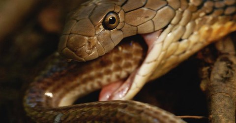 Đi nhầm đường, rắn chuột bị hổ mang chúa xơi tái